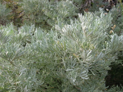 aiuto determinazione piante habitat Silene